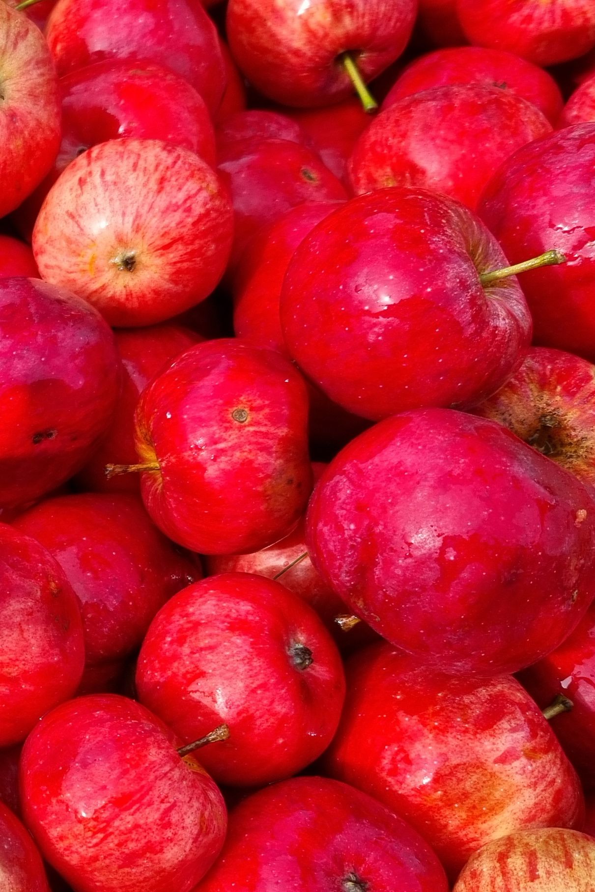 Rotfelder Äpfel