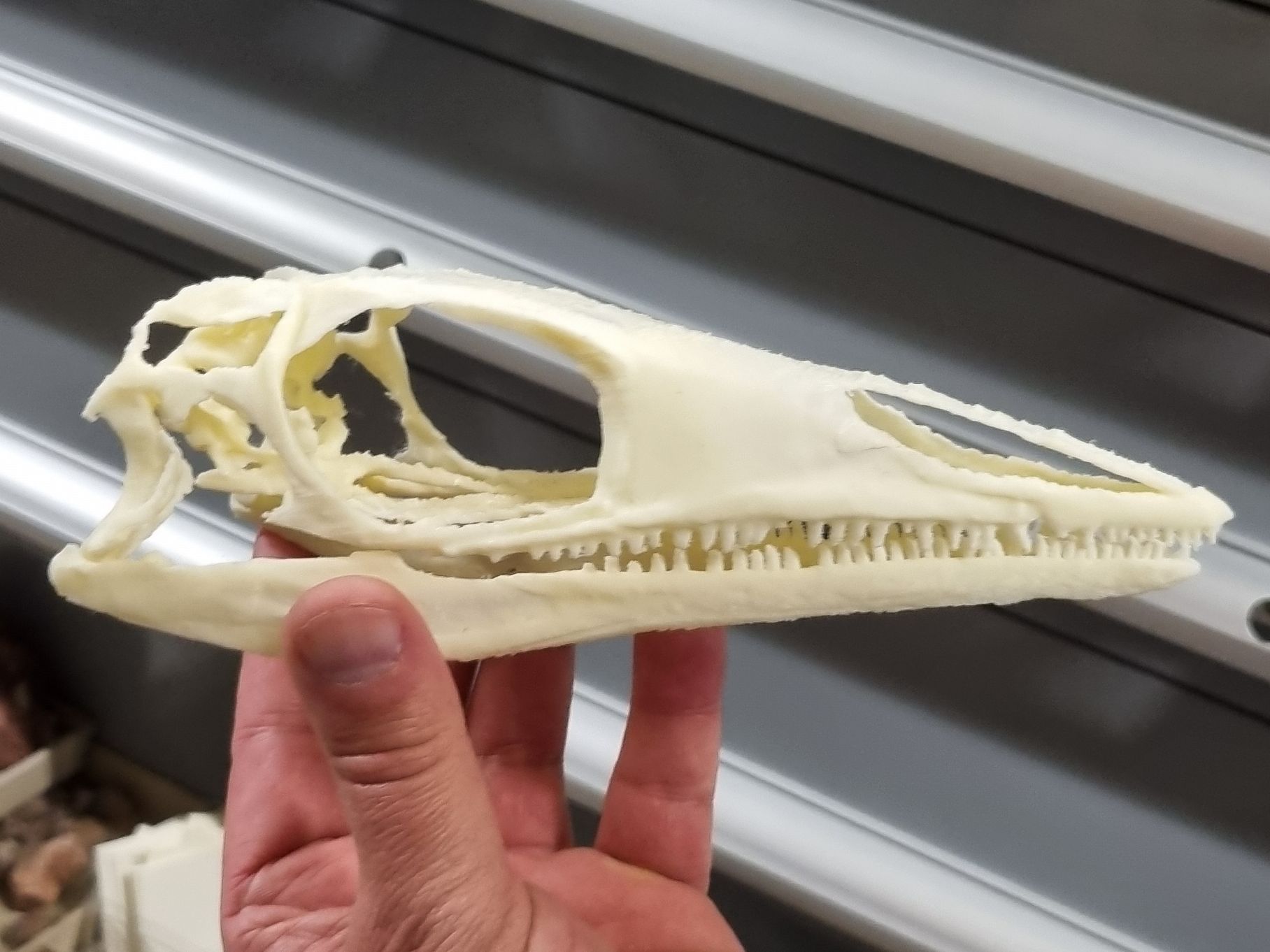 Marcianosuchus Rotfelden