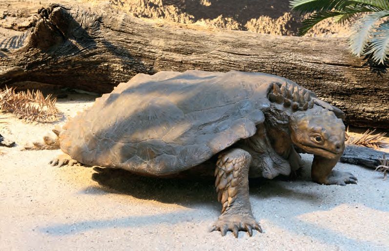 Proganochelys
