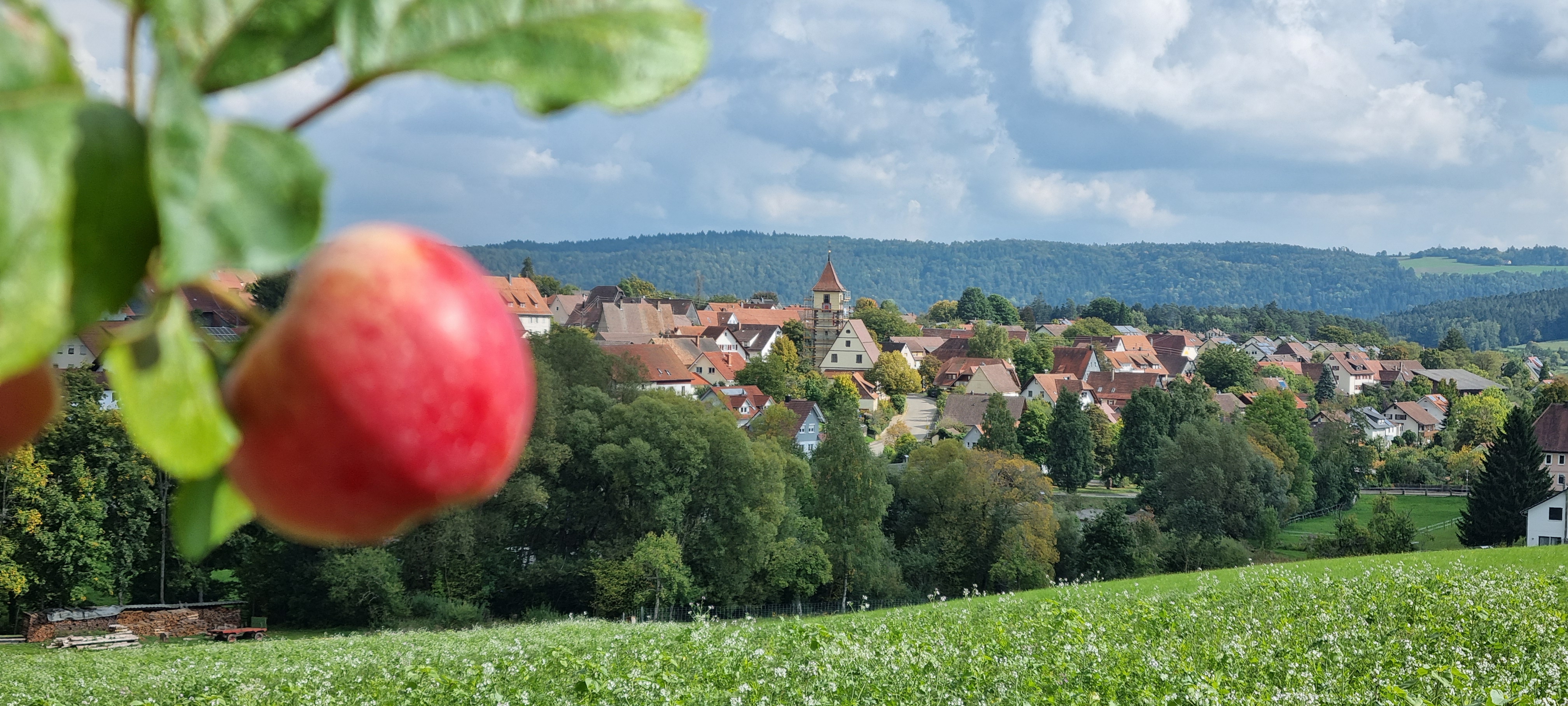 Rotfelden mit Apfel